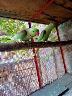 breading pair