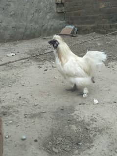 white silky male