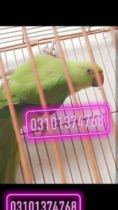 ring nack female  hand tam no bite  adult 03133011844