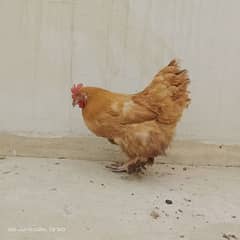 Egg laying Golden buff heavy female