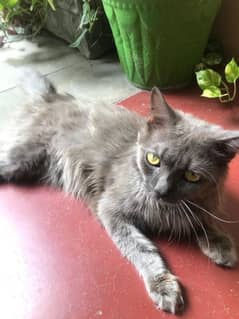 Persian triple coat male