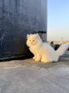 Pure Persian Extreme Punch Face Kitten