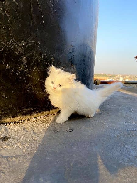 Pure Persian Extreme Punch Face Kitten 2