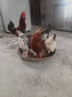 Hens for sale 2 male and 5 female