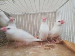 Java Finch, Bajri Breeder, Bajri Matki, Finch Matki