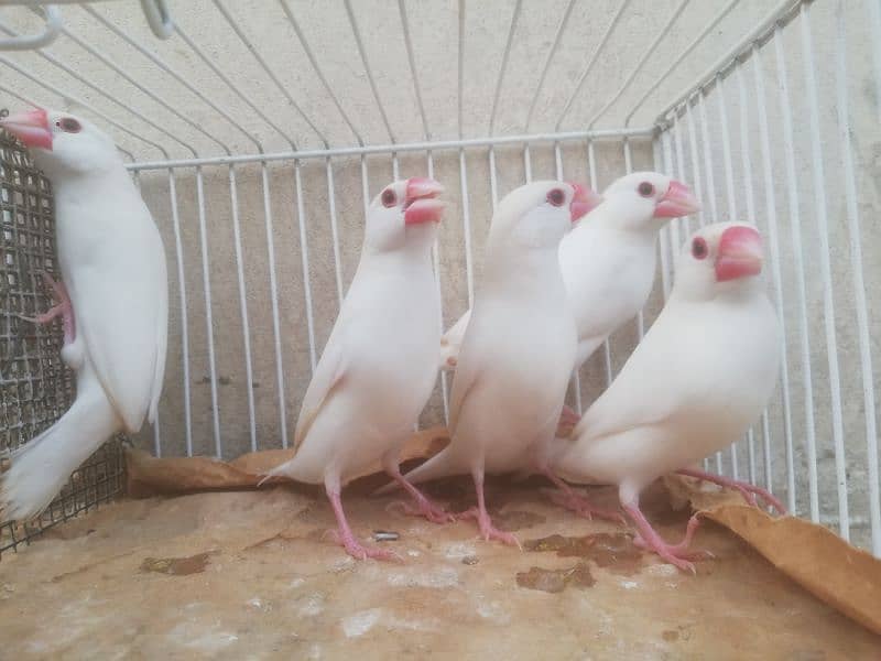 Java Finch, Bajri Breeder, Bajri Matki, Finch Matki 1