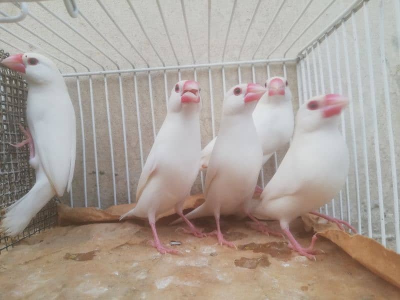 Java Finch, Bajri Breeder, Bajri Matki, Finch Matki 5