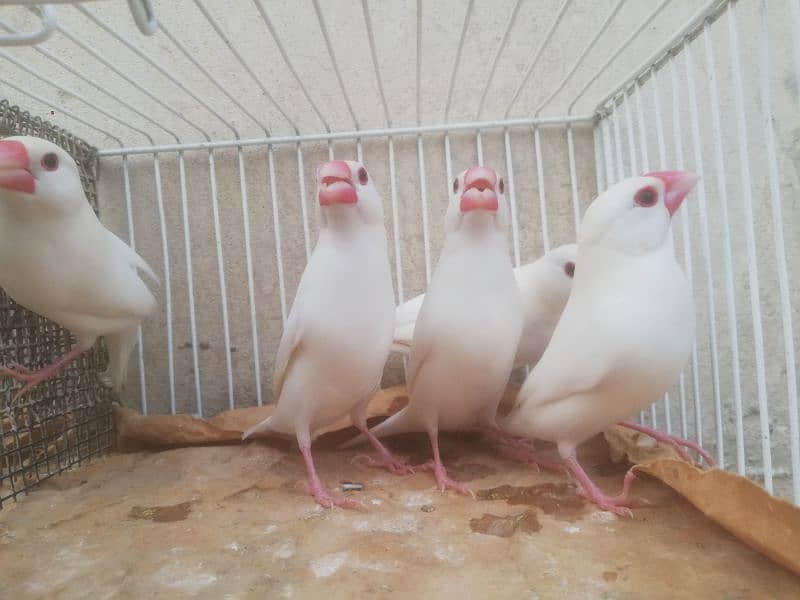 Java Finch, Bajri Breeder, Bajri Matki, Finch Matki 6