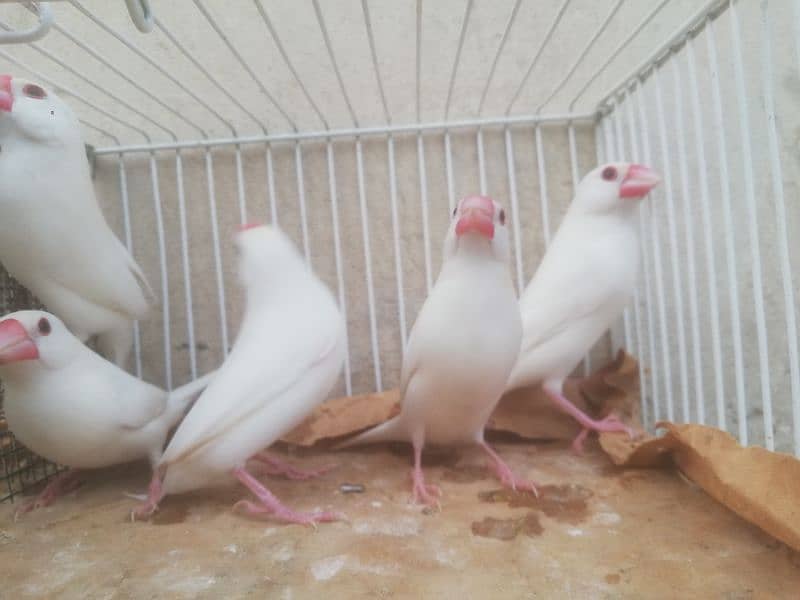 Java Finch, Bajri Breeder, Bajri Matki, Finch Matki 7