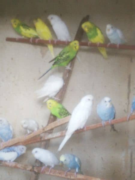 Java Finch, Bajri Breeder, Bajri Matki, Finch Matki 8