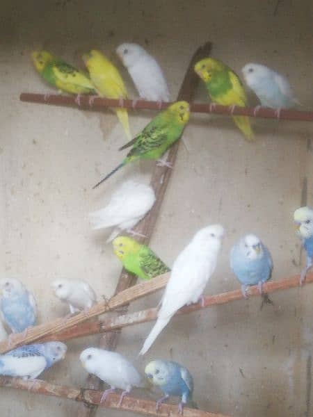 Java Finch, Bajri Breeder, Bajri Matki, Finch Matki 9