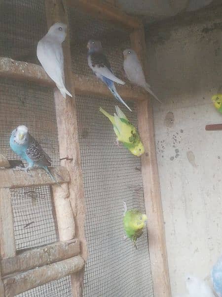 Java Finch, Bajri Breeder, Bajri Matki, Finch Matki 10