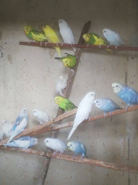 Java Finch, Bajri Breeder, Bajri Matki, Finch Matki 11