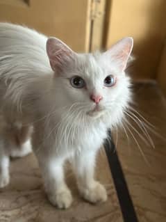 persian cat femal 3 coat full trained healthy mother cat blue eyes 1.5