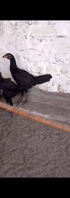 Pure Daisi hen pair for sale