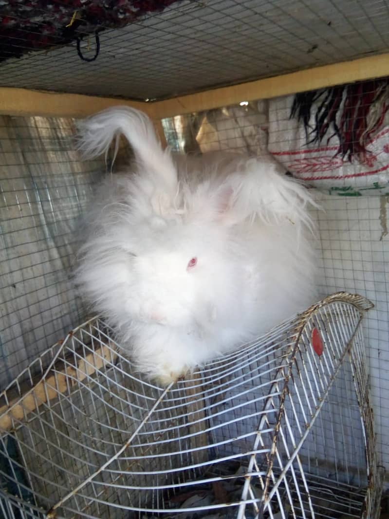 English angora rabbit Male 03334634173 3