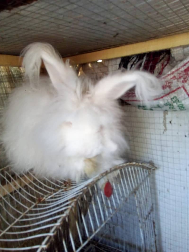 English angora rabbit Male 03334634173 1