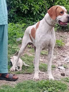 English pointer male Dog for Sale