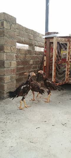 aseel hens age 3 months