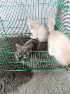 Persian kittens for sale 0