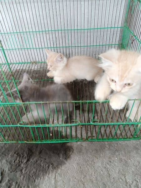 Persian kittens for sale 1