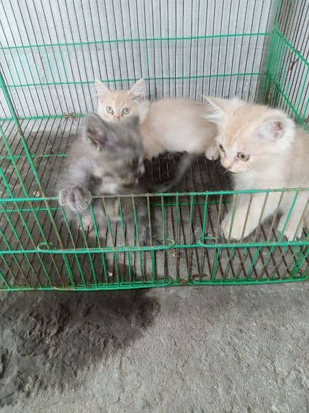 Persian kittens for sale 2