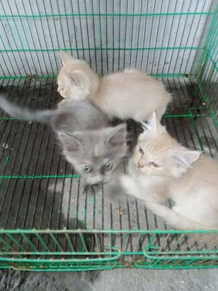 Persian kittens for sale 3