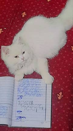 persian beautiful baby cat 6 months(male)