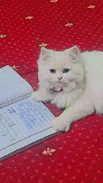 persian beautiful baby cat 6 months(male) 2