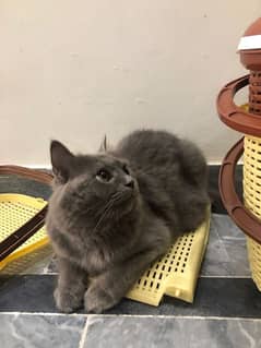 Grey / British / Persian / Female/ cat