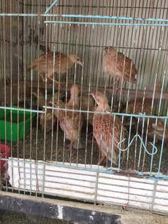 Irani teeter chick's for sale