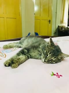 persian cat urgent sale 0