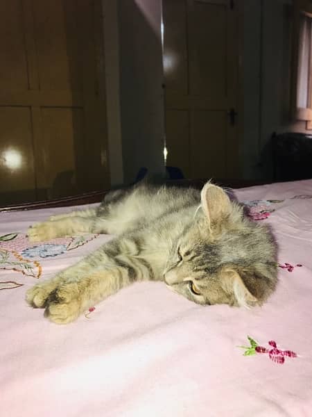 persian cat urgent sale 1