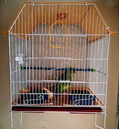 green parrot with cage