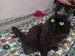 persian male for sale big size trepale coded gray black coler farndly.