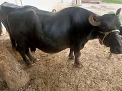 female buffalo for sale delivery k 15 din Baki Hy