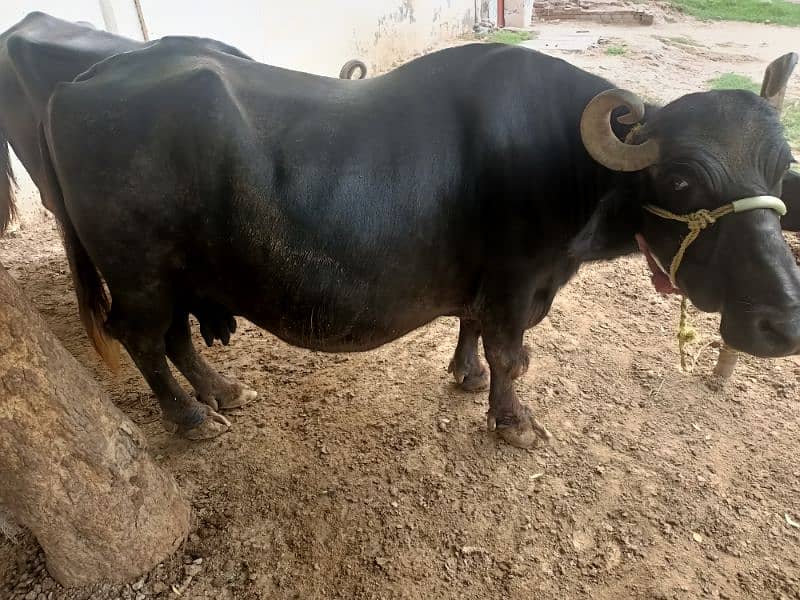 female buffalo for sale delivery k 15 din Baki Hy 0