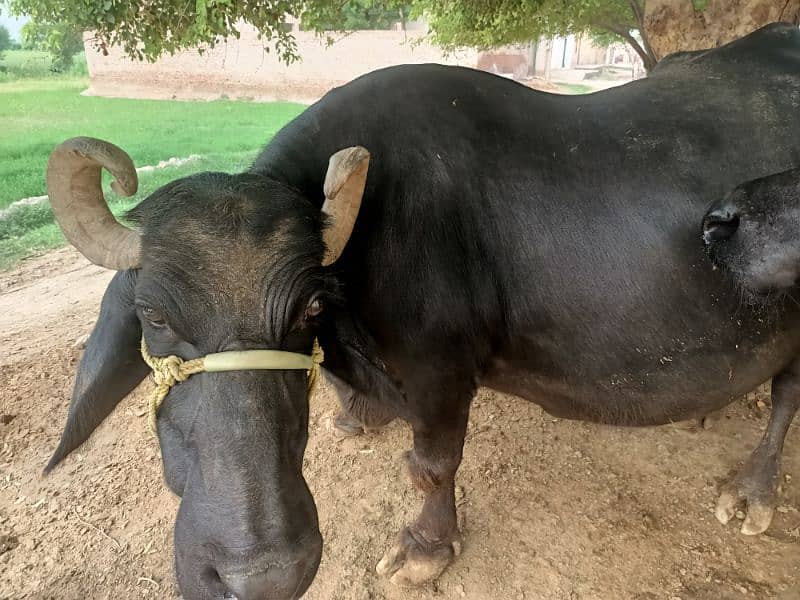 female buffalo for sale delivery k 15 din Baki Hy 3