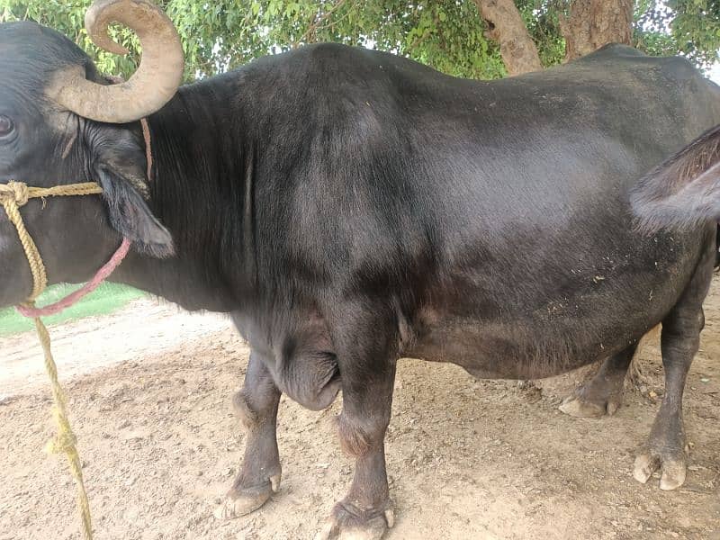 female buffalo for sale delivery k 15 din Baki Hy 4