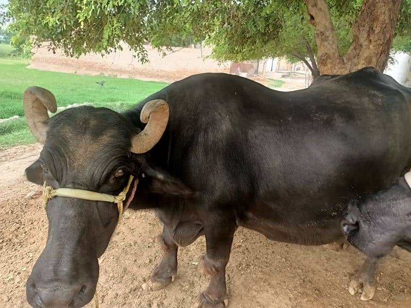 female buffalo for sale delivery k 15 din Baki Hy 5