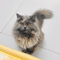 Persian cat female