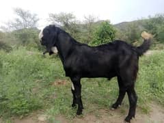 dunda bakra for sale .