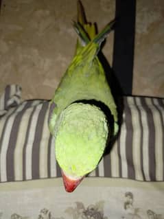 fully healthy and handtamed talking parrot for sale 0