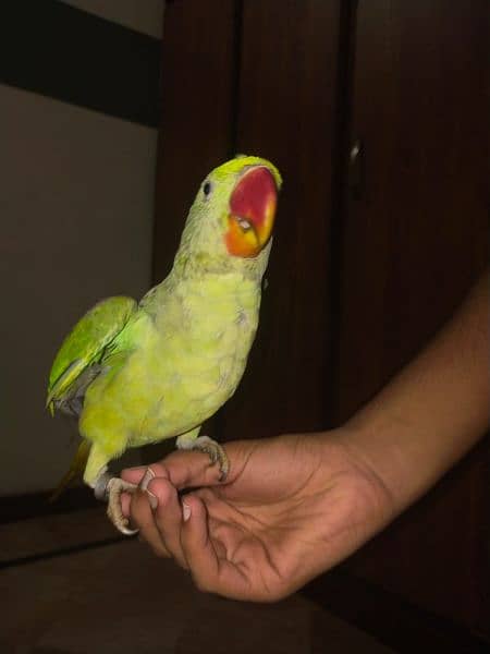 fully healthy and handtamed talking parrot for sale 8