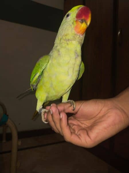 fully healthy and handtamed talking parrot for sale 9