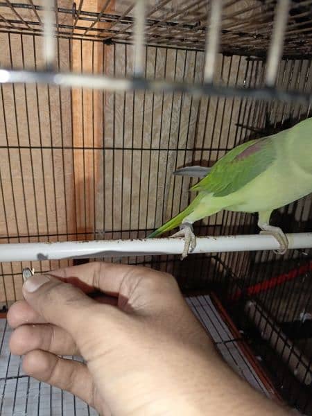 fully healthy and handtamed talking parrot for sale 13