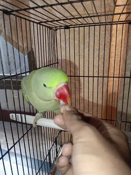 fully healthy and handtamed talking parrot for sale 15