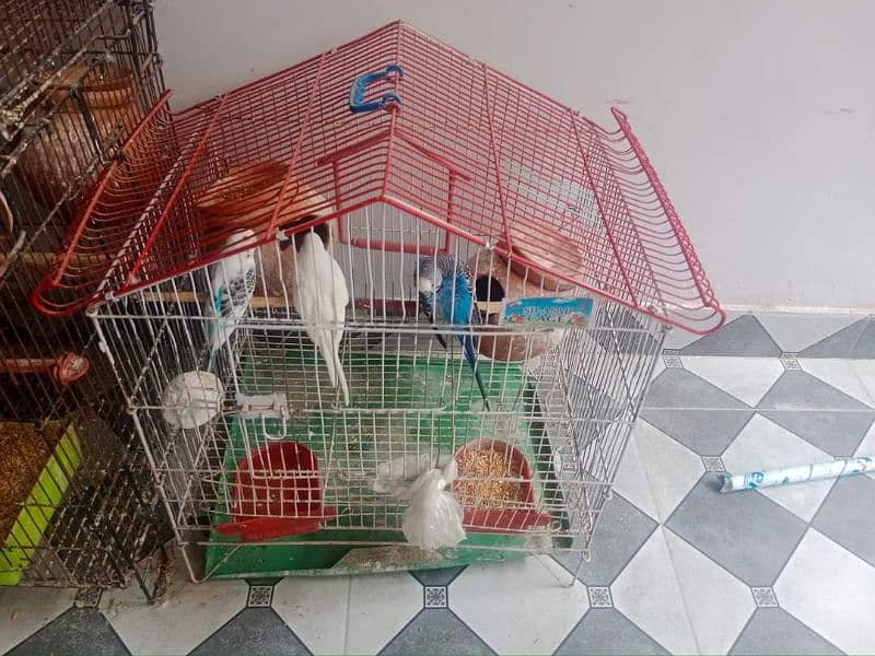 1 bird cage , 0