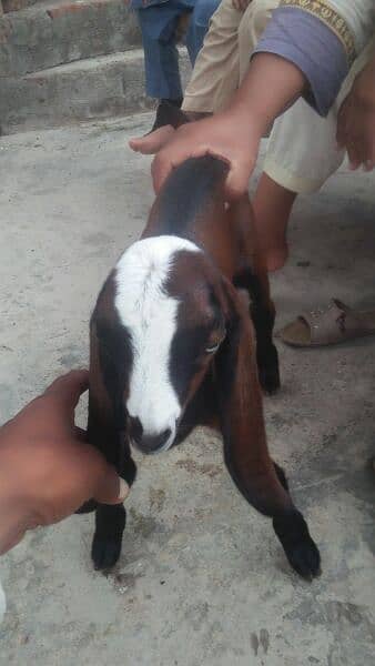 Male Goat 7