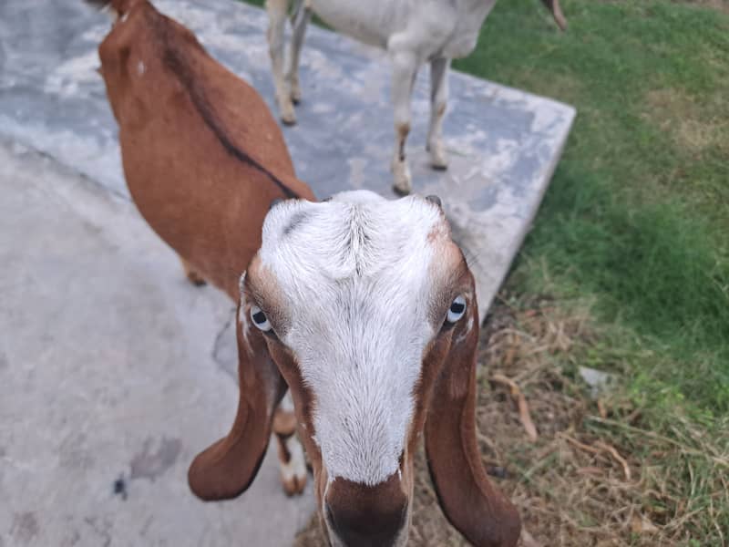 Bital bakri baby pairs for sale one year  only healthy active 0